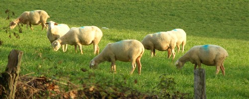 photo de moutons 